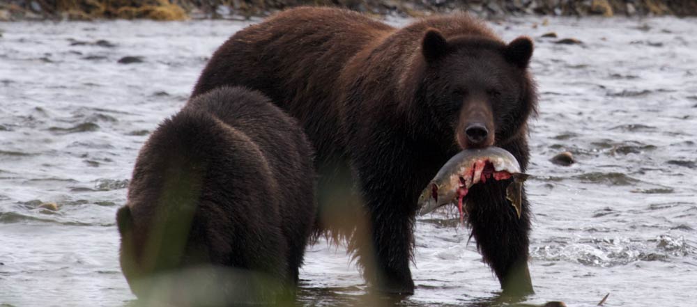 Grizzly