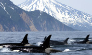 Le eco escursioni in alaska