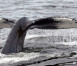 Whale-watching-in-British-columbia