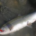 34. Pink 127x126 - Caccia al big salmon nella Fraser Valley