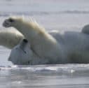 bear on back 1 127x126 - Gli Orsi Polari del Manitoba | Viaggio avventura in Canada