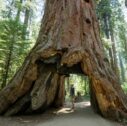 shutterstock 316268975 1 127x126 - Tour America Ovest - Il regno dei Giganti | lasciatevi stupire dagli alberi giganti nei parchi di British Columbia e West USA
