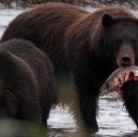 grizzly che cattura un salmone in alaska