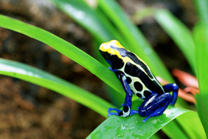 fauna e colori in Costa Rica