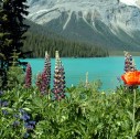 siti patrimonio Unesco Montagne Rocciose 127x126 - Relax in Canada con le acque termali di Radium Hot Springs