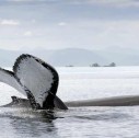 balena dell'alaska