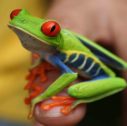 1314043213 127x126 - Costa Rica: dream trips into nature in danger
