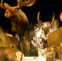 Collezione di storia naturale al british columbia museum di vancouver island