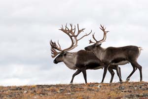 alaska fauna