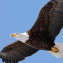 fauna dell'alaska, aquila testabianca