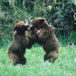 orsi grizzly pericoli naturali del canada