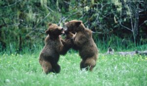 orsi grizzly pericoli naturali del canada