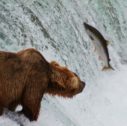 Katmai-National-Park-and-Preserve
