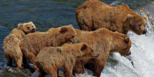 Il Parco e la Riserva Nazionale del Katmai in Alaska - Il Periodo migliore per andare grizzly bear family fishing 22658 990x742 300x150 - Il Parco e la Riserva Nazionale del Katmai in Alaska - Il Periodo migliore per andare