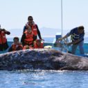 Pratica del whale watching in baja california