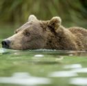 Best Grizzly spot banner 127x126 - Viaggio avventura in Alaska - L'Alaska dei Grandi Passi
