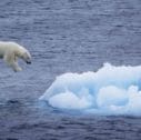 2009 earth 003 127x126 - Gli Orsi Polari in Estate nella Tundra Semiartica Canadese