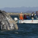 Whale subsiding Baja2 127x126 - Viaggio in Messico | Pacchetto Baja California Bahia Magdalena Loreto Cabo balene