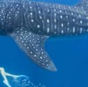 whale shark expe Grande 127x126 - Viaggio Messico Bassa California, il Deserto e le Balene