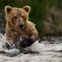 grizzly bear fishing in water 1 3840x2160 mini 4 127x126 - Tour di 4 giorni del Grizzly Khutzeymateen Sanctuary