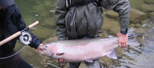 PESCA ALLE STEELHEAD